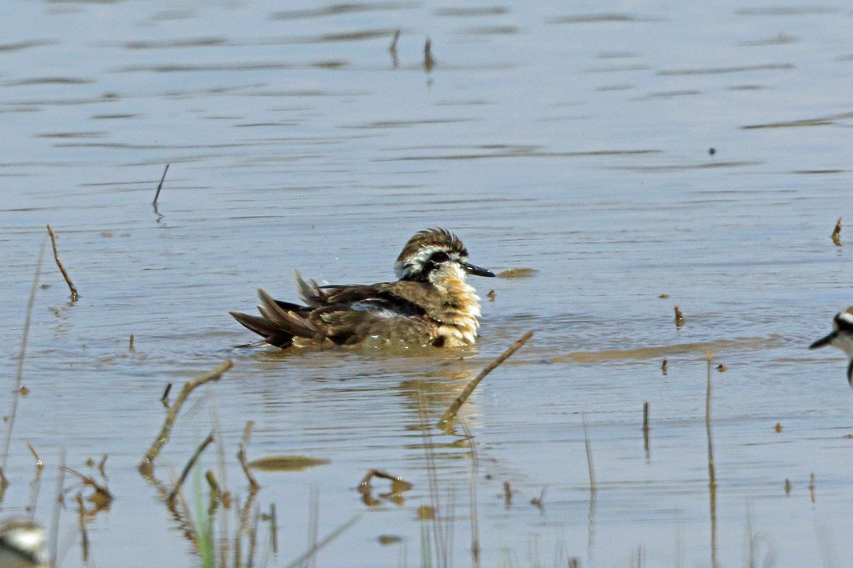 Kittlitz's Plover - Nigel Voaden