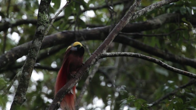 Raggiparadiesvogel - ML465235