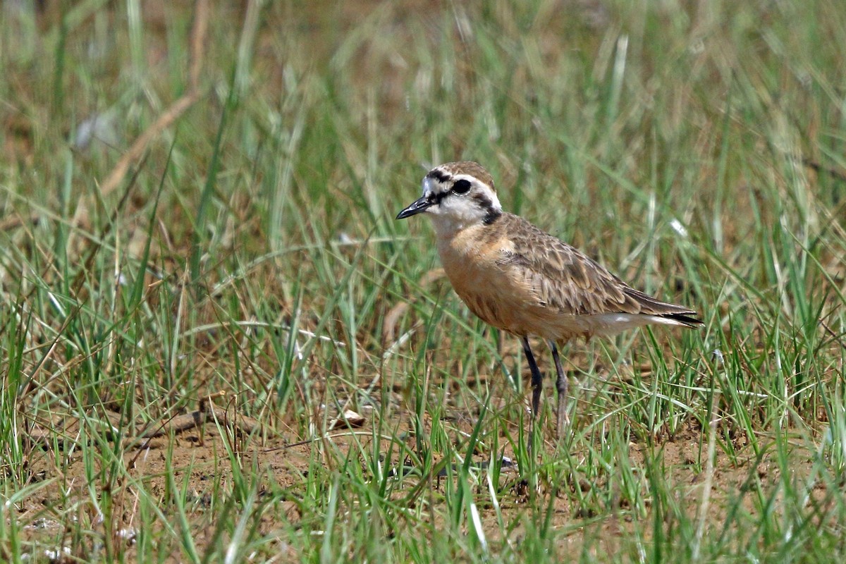 Kittlitz's Plover - ML46523501