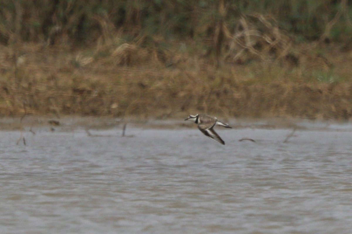 Madagascar Plover - ML46523521