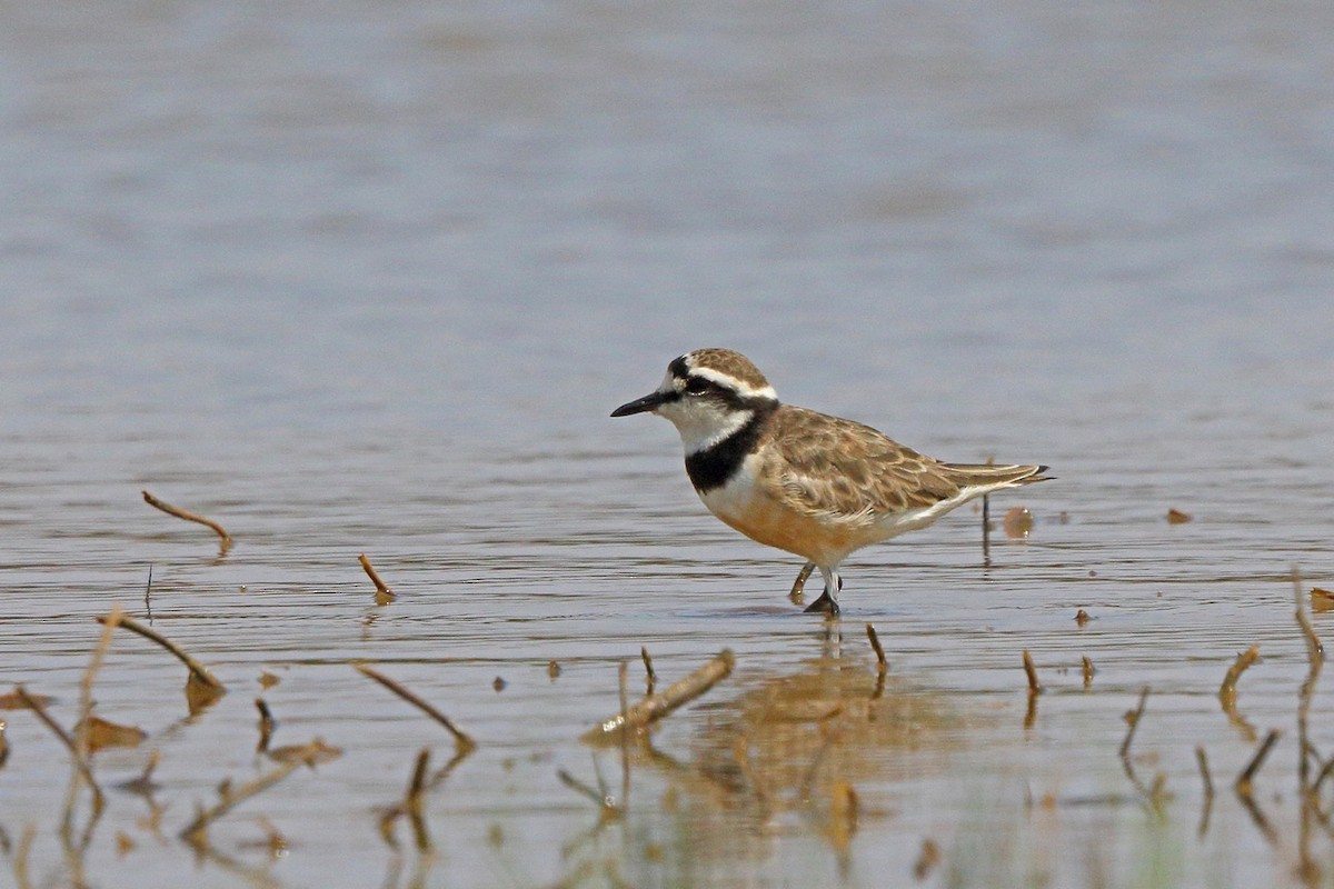 Madagascar Plover - ML46523531