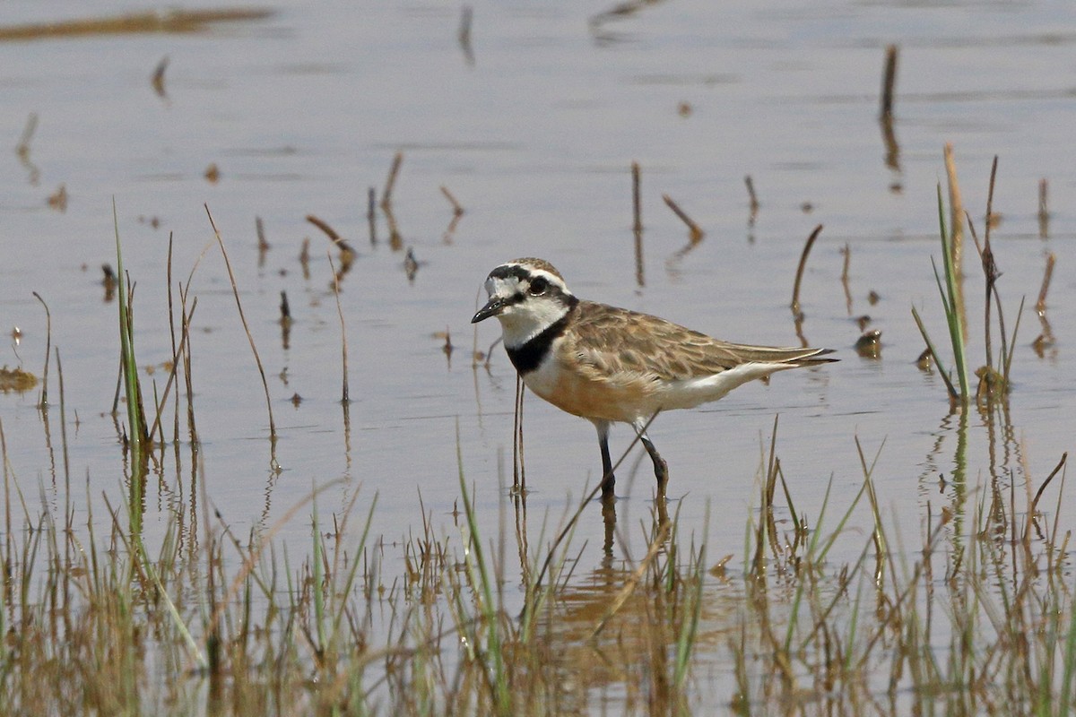 Madagascar Plover - Nigel Voaden