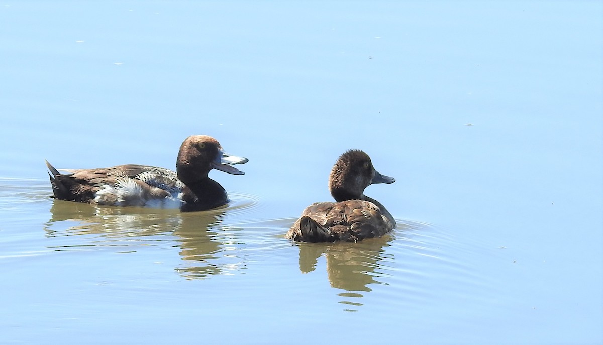 Lesser Scaup - ML465235701