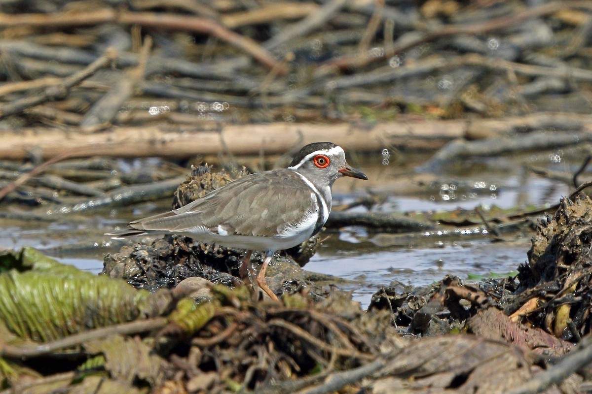 Three-banded Plover - ML46523571