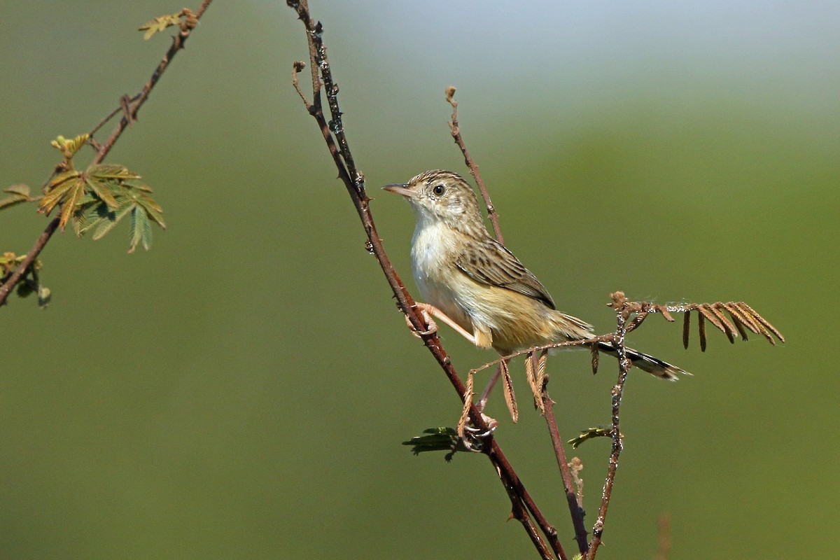 Madagaskar Yelpazekuyruğu - ML46523591