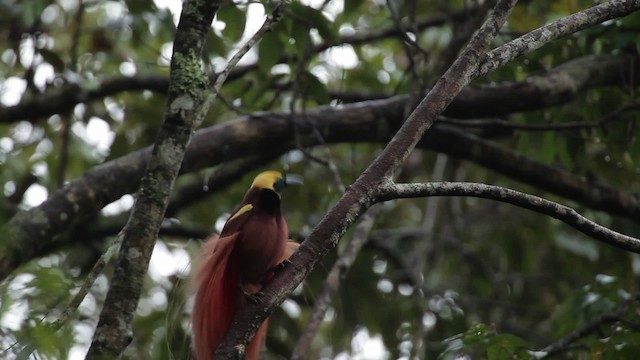Raggiparadiesvogel - ML465236