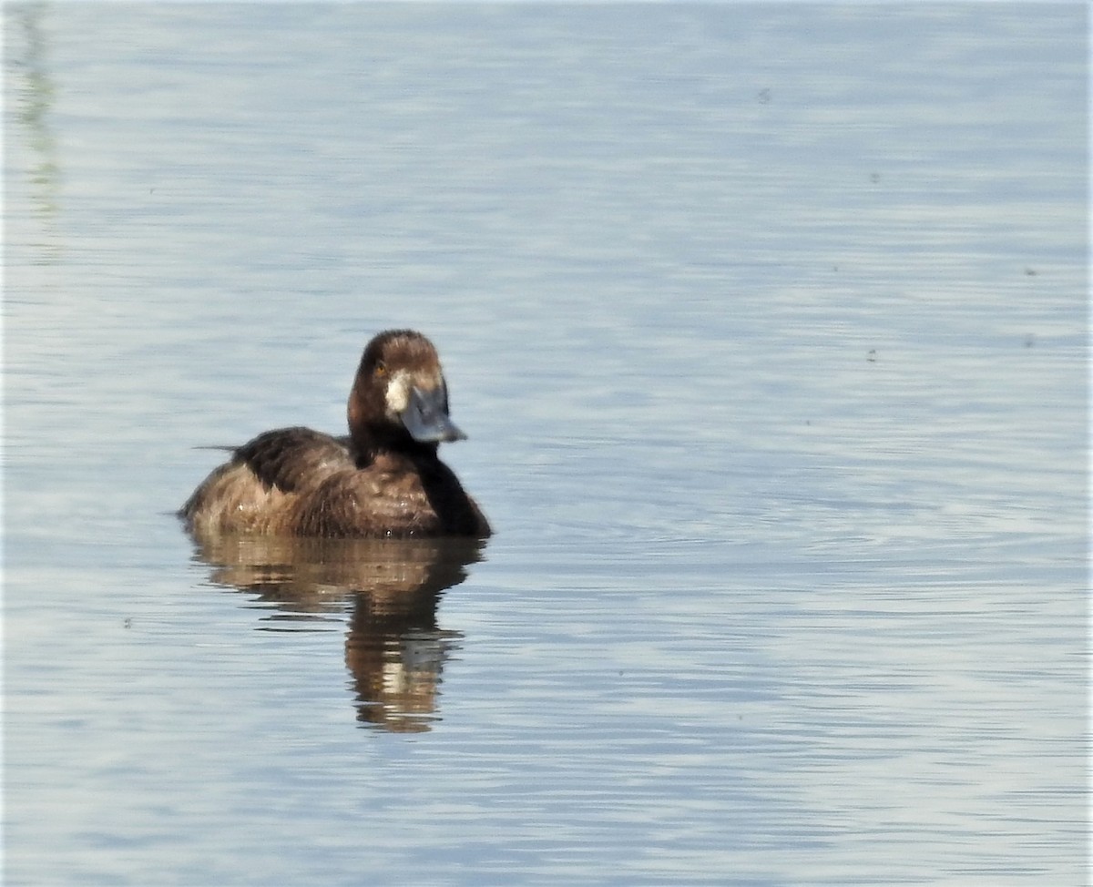 Lesser Scaup - ML465236591