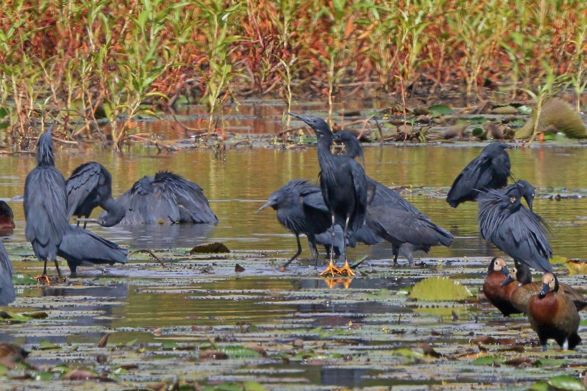 Black Heron - ML46523681