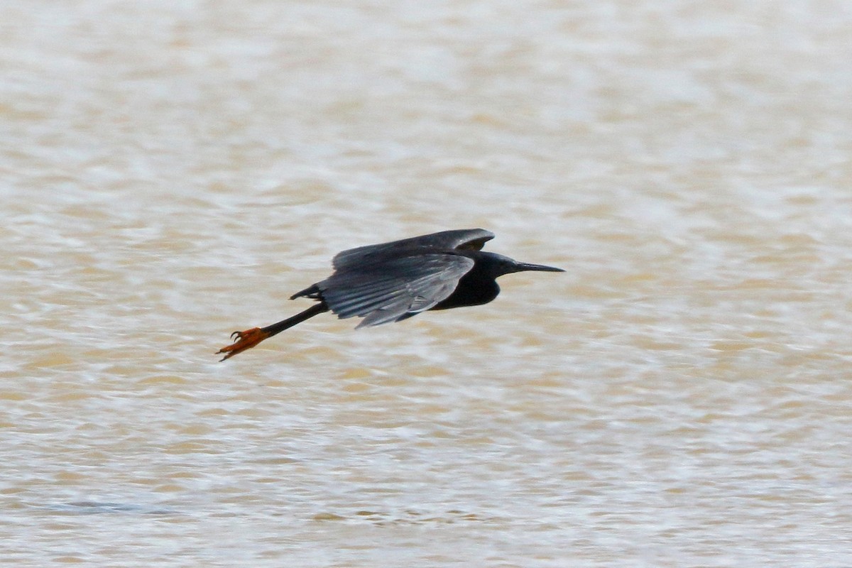 Black Heron - Nigel Voaden