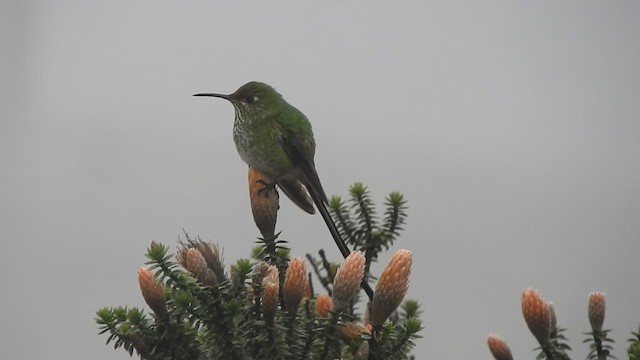 Black-tailed Trainbearer - ML465237051