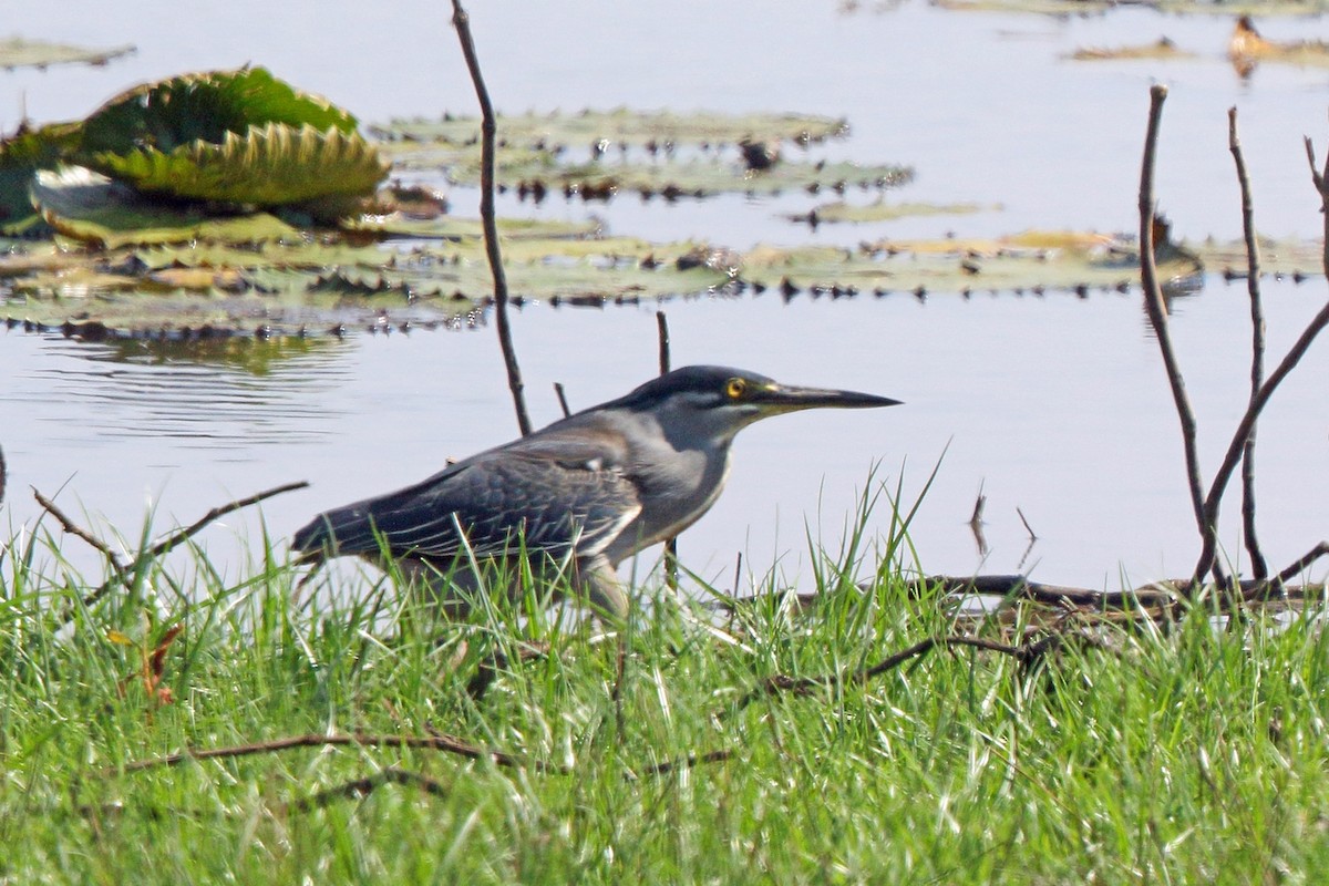 Striated Heron - Nigel Voaden