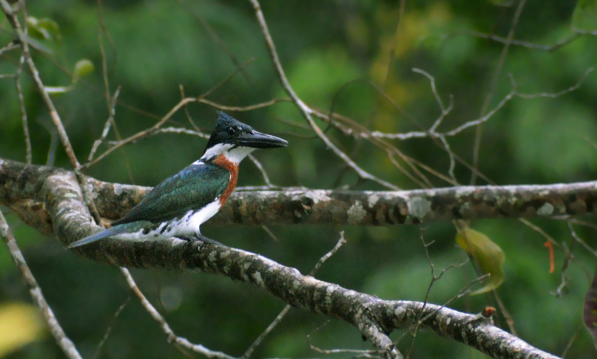 Amazon Kingfisher - ML465237231