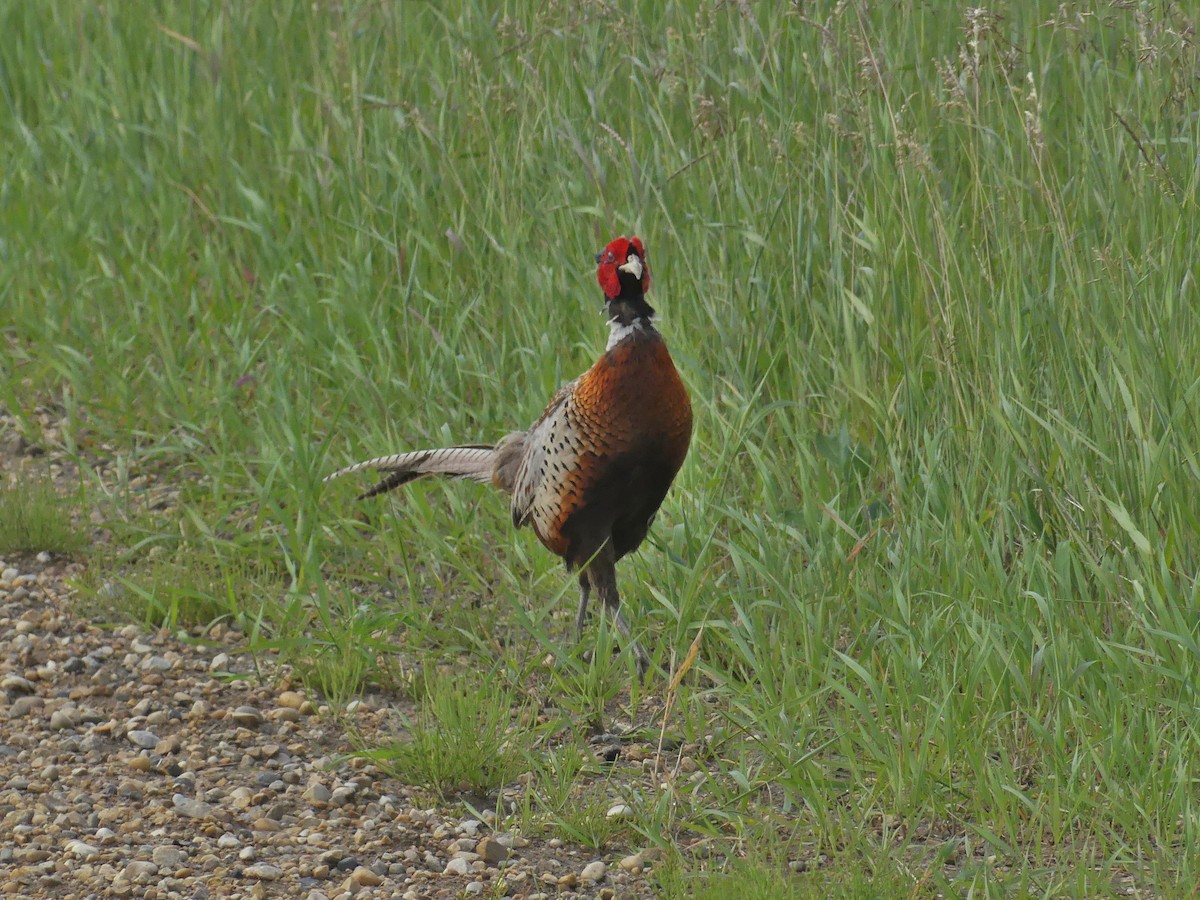 Ring-necked Pheasant - ML465237331