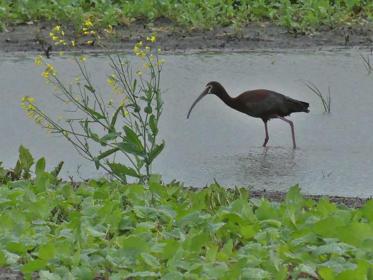 White-faced Ibis - ML465237351