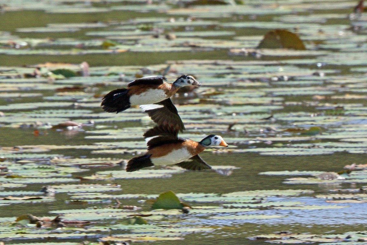 African Pygmy-Goose - Nigel Voaden