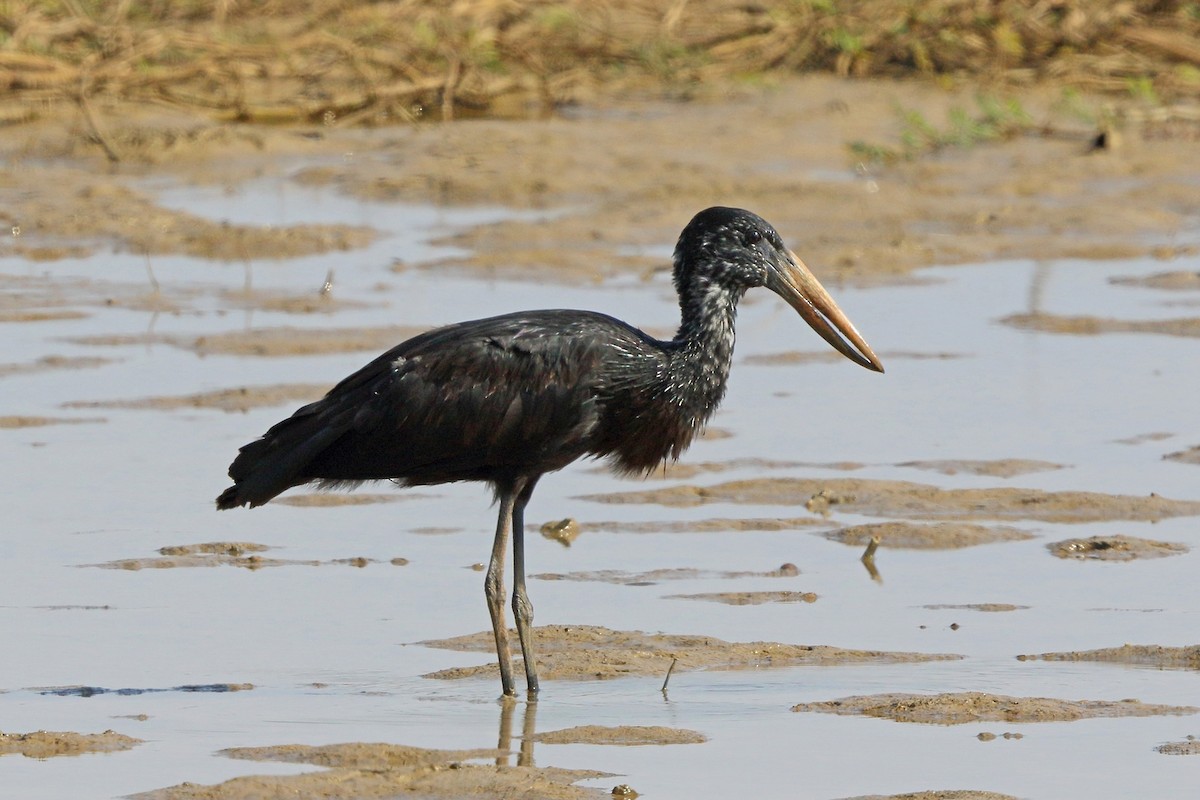 African Openbill - Nigel Voaden