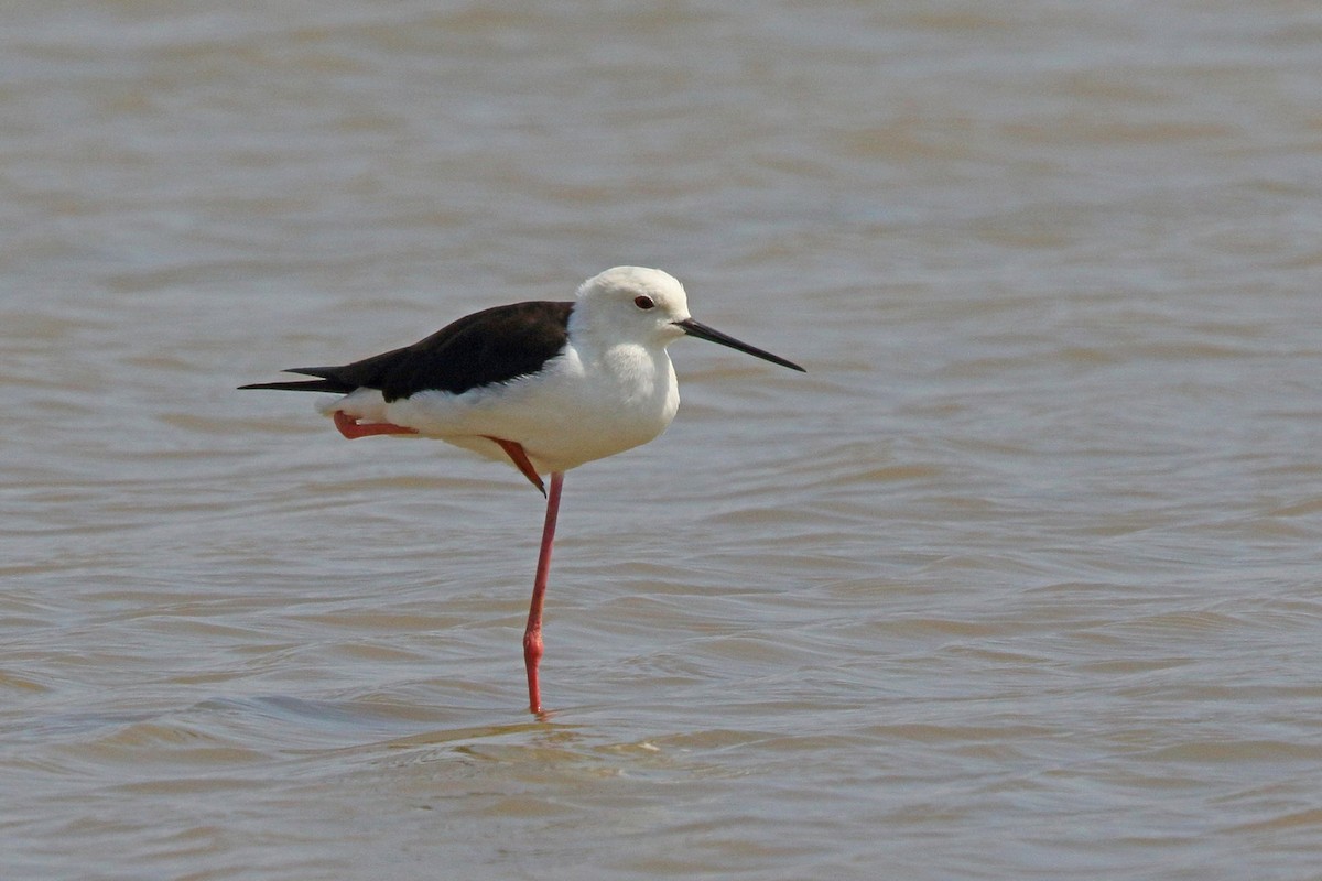 Black-winged Stilt - ML46523831