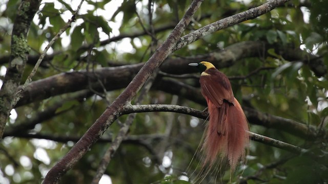 Raggiana Bird-of-Paradise - ML465239