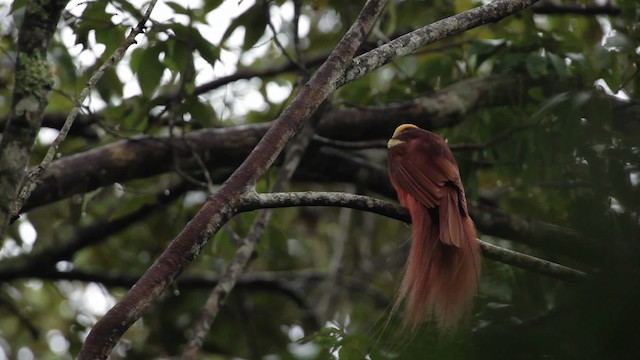 Raggiparadiesvogel - ML465240