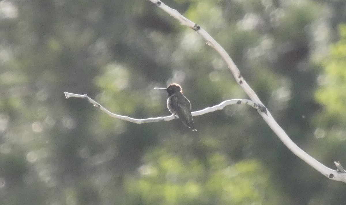 Black-chinned Hummingbird - ML465240011