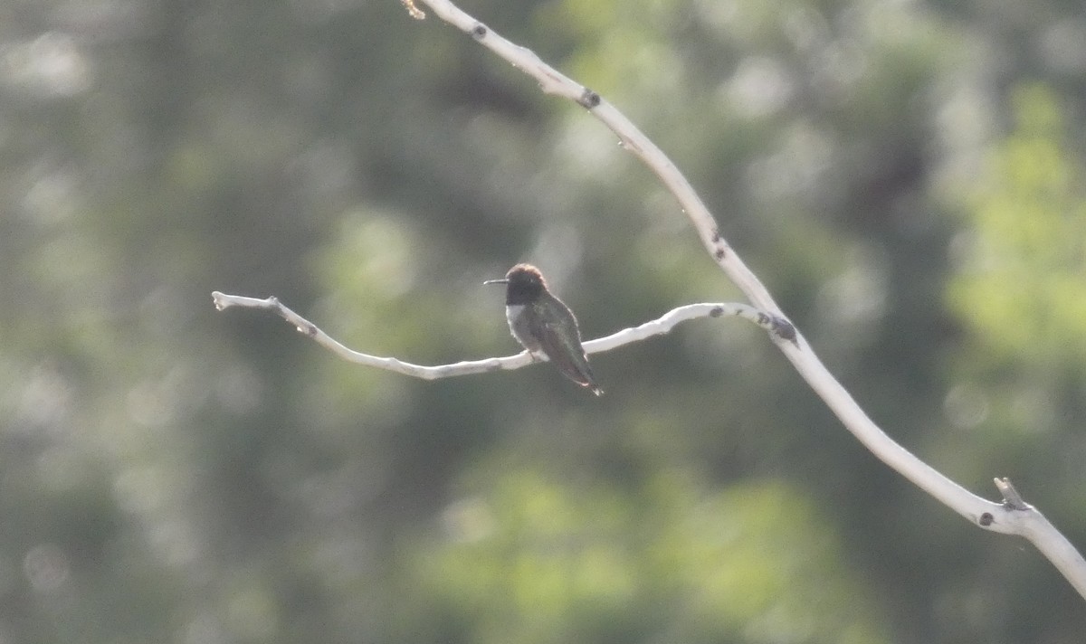Black-chinned Hummingbird - Malini Kaushik