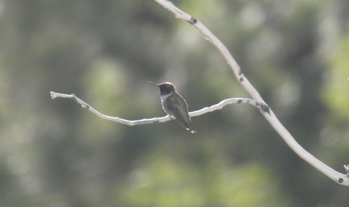 Black-chinned Hummingbird - Malini Kaushik