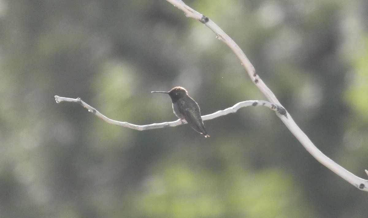 Black-chinned Hummingbird - ML465240041