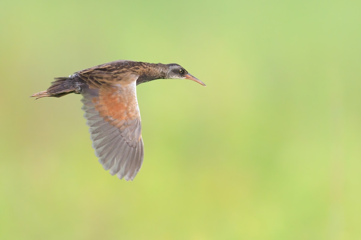 Virginia Rail - Ryan Sanderson