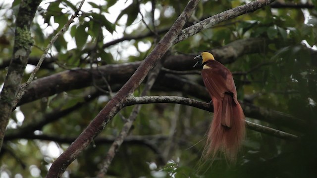 Raggiparadiesvogel - ML465241