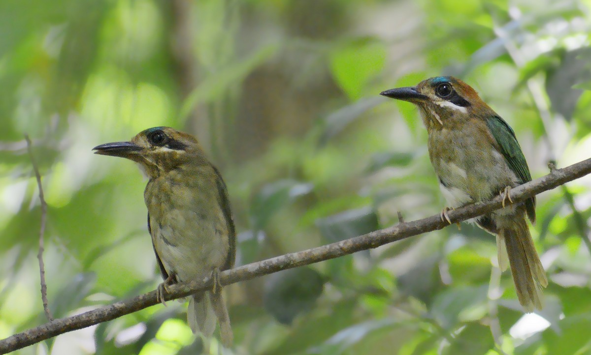 Tody Motmot - ML465241381