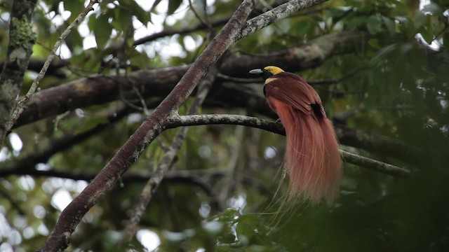 Raggiparadiesvogel - ML465242