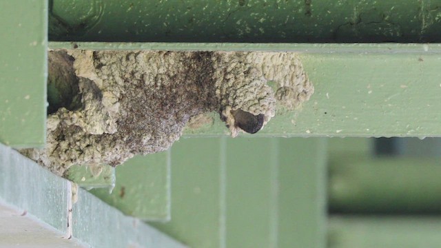 Cliff Swallow - ML465242501