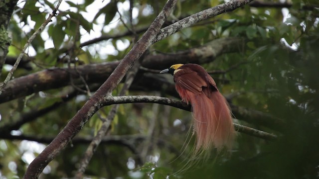 Raggiana Bird-of-Paradise - ML465243