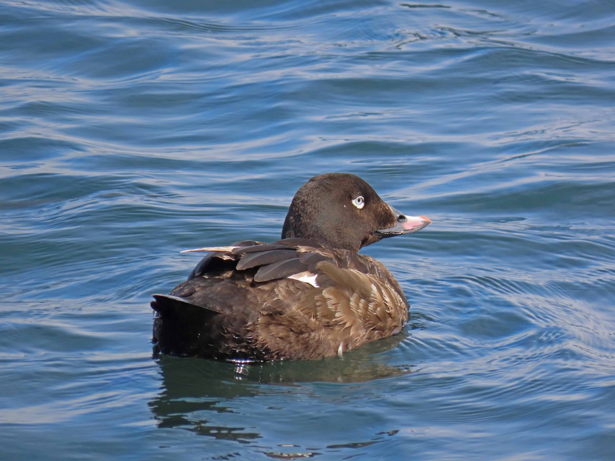 White-winged Scoter - Tom Edell