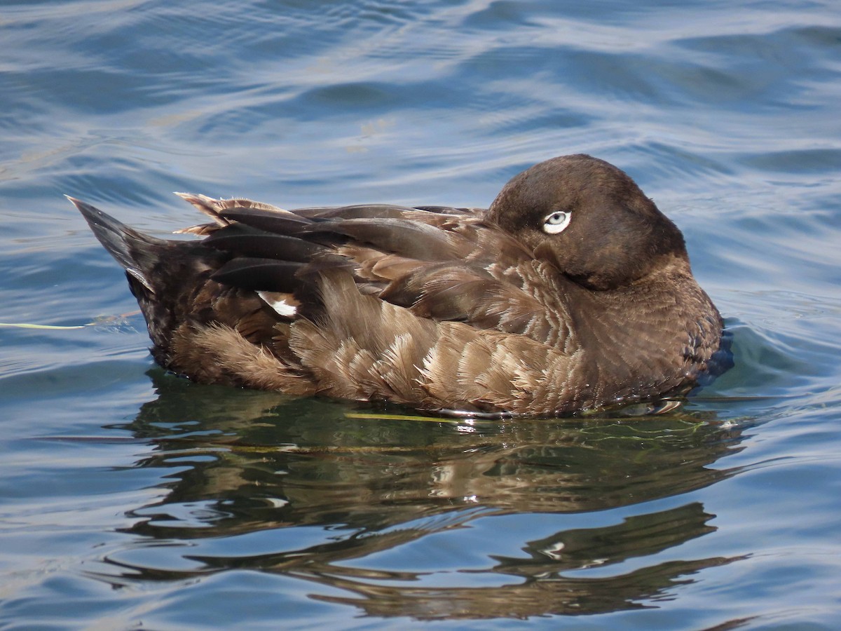 White-winged Scoter - Tom Edell