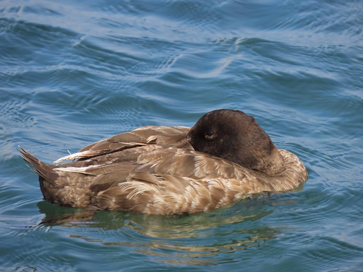 White-winged Scoter - Tom Edell