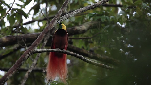 Raggiparadiesvogel - ML465244