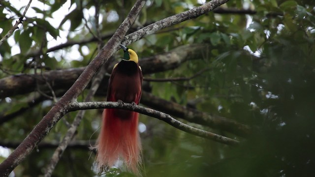 Raggiana Bird-of-Paradise - ML465244