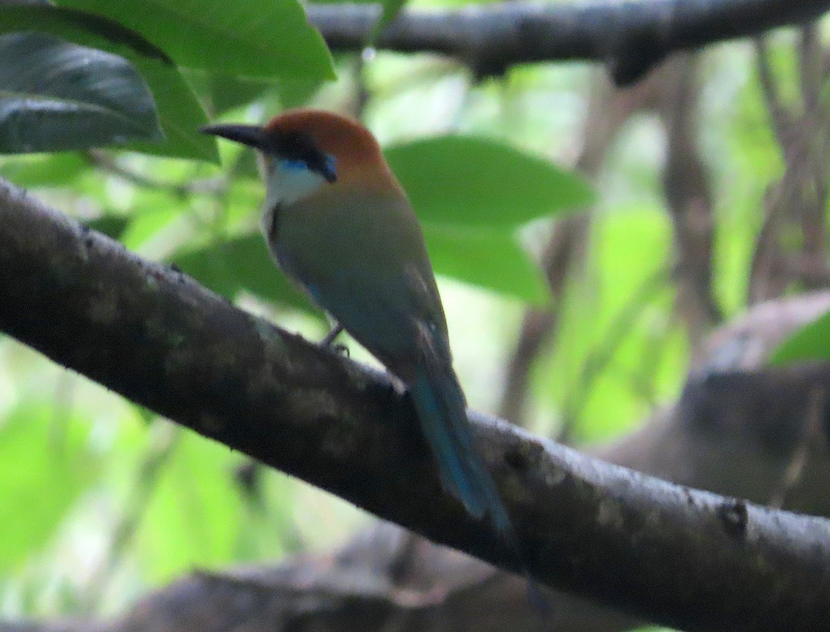 Russet-crowned Motmot - ML465244011
