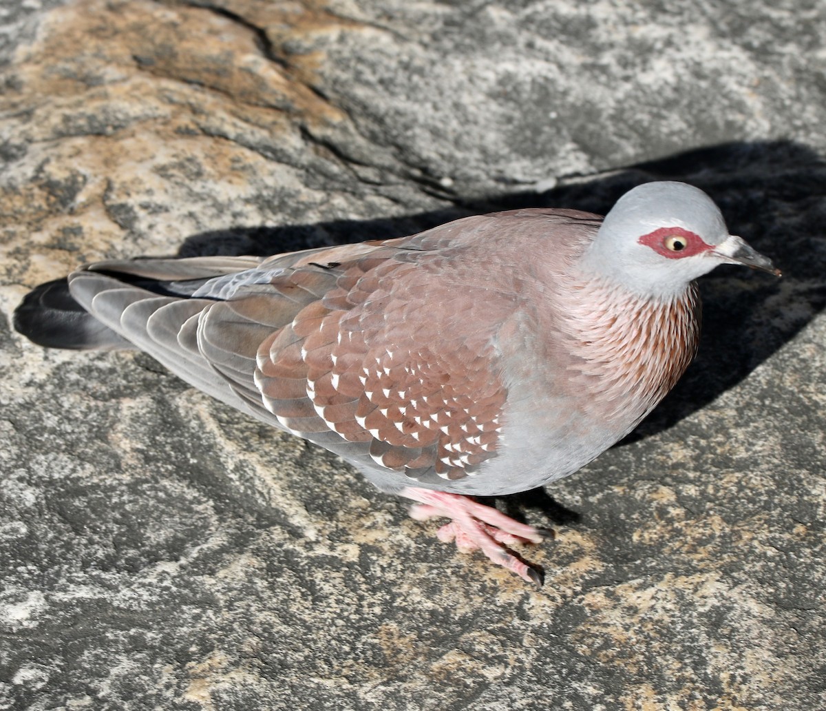 Speckled Pigeon - ML465244191