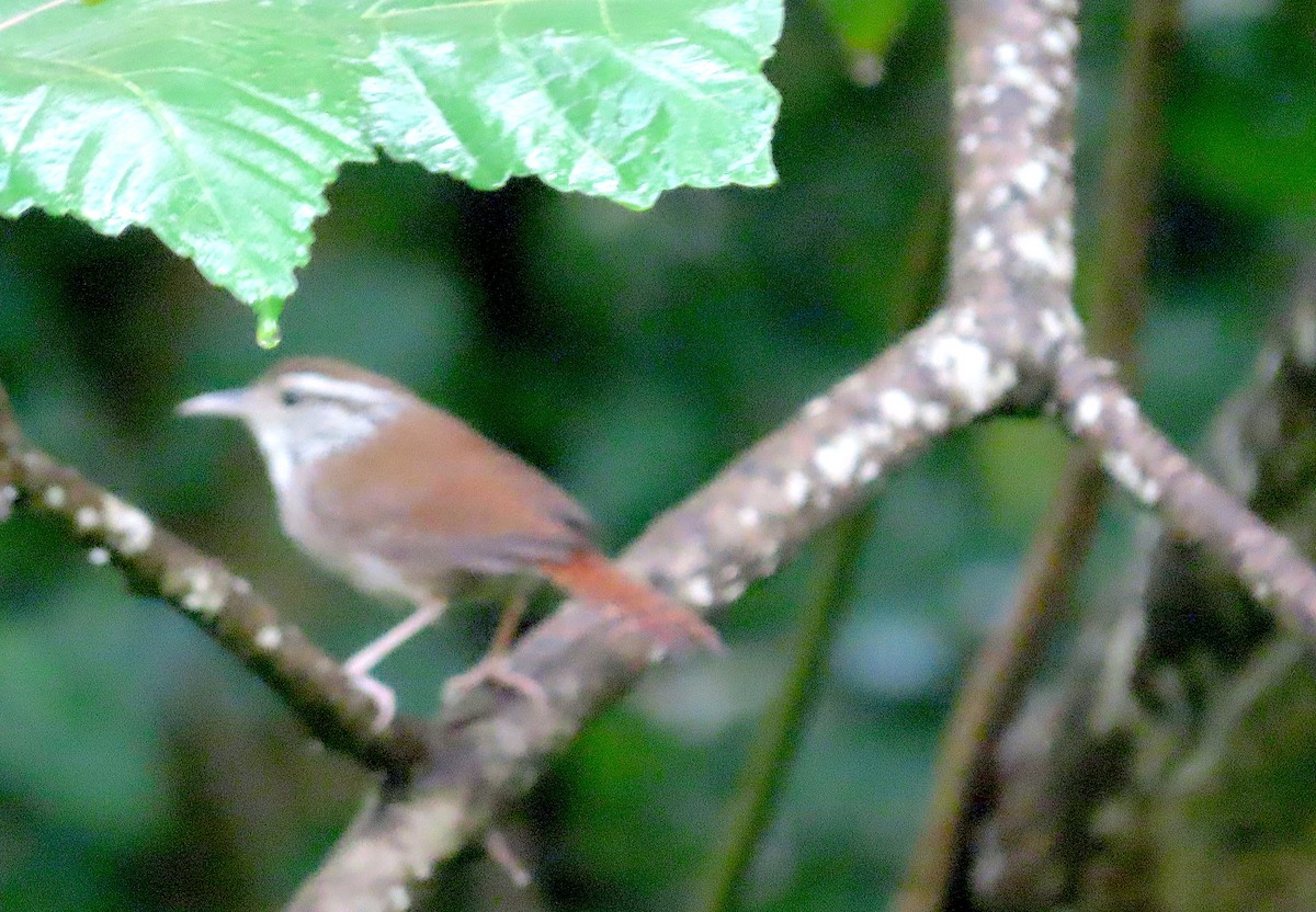 Sinaloa Wren - ML465244491