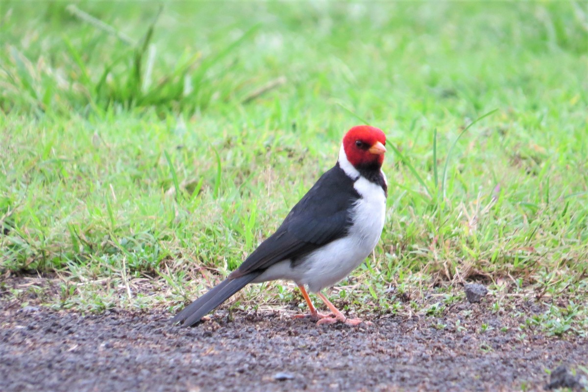 Yellow-billed Cardinal - ML465244761