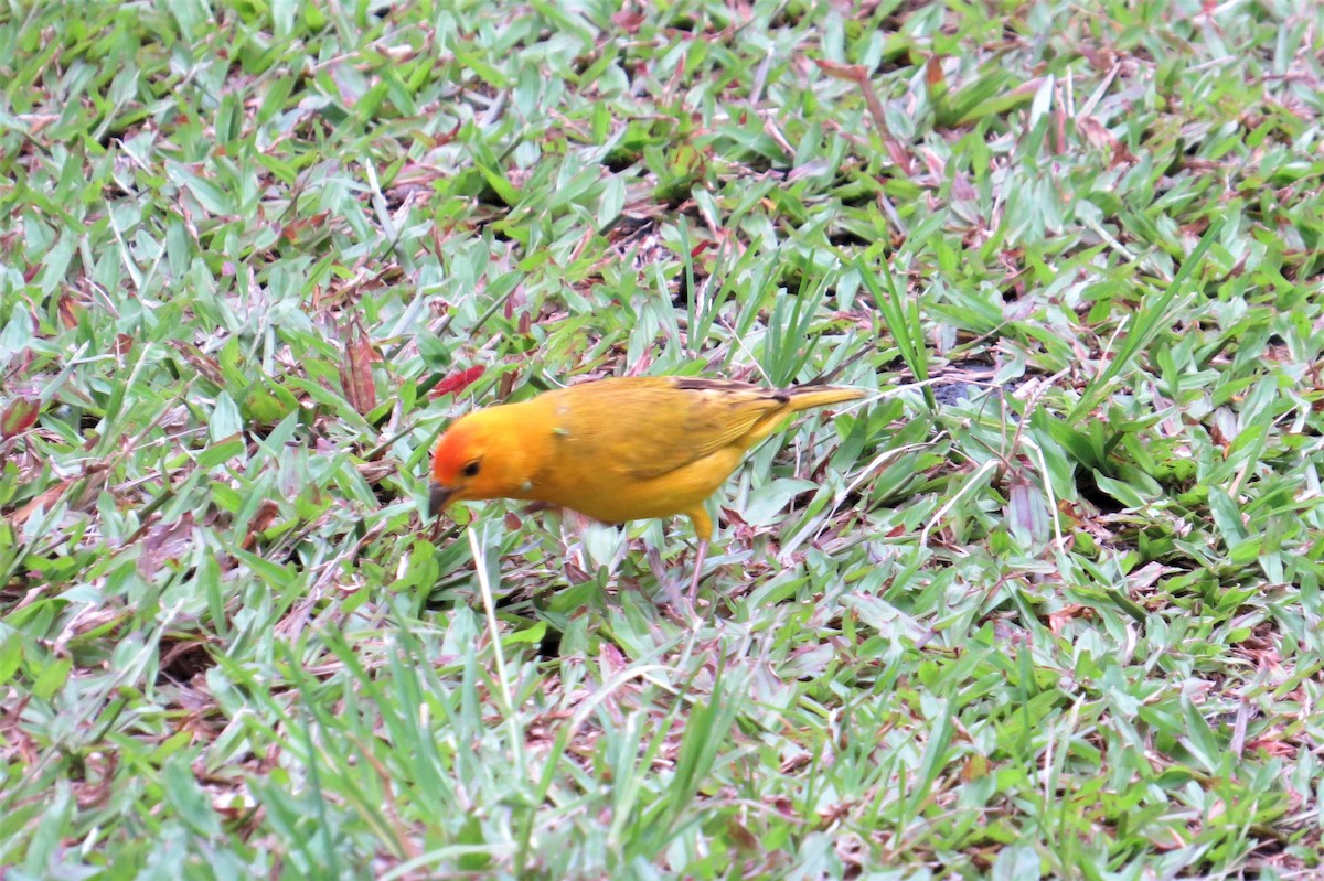 Saffron Finch - ML465244811