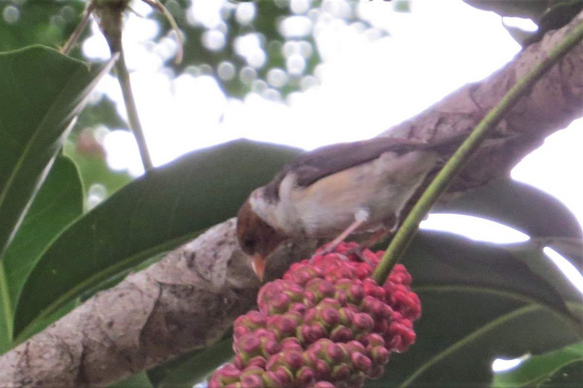 Yellow-billed Cardinal - ML465244871