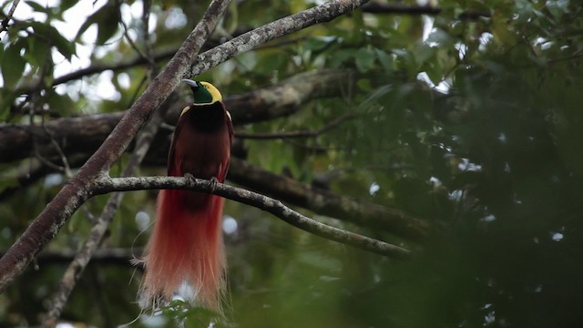 Raggiana Bird-of-Paradise - ML465245