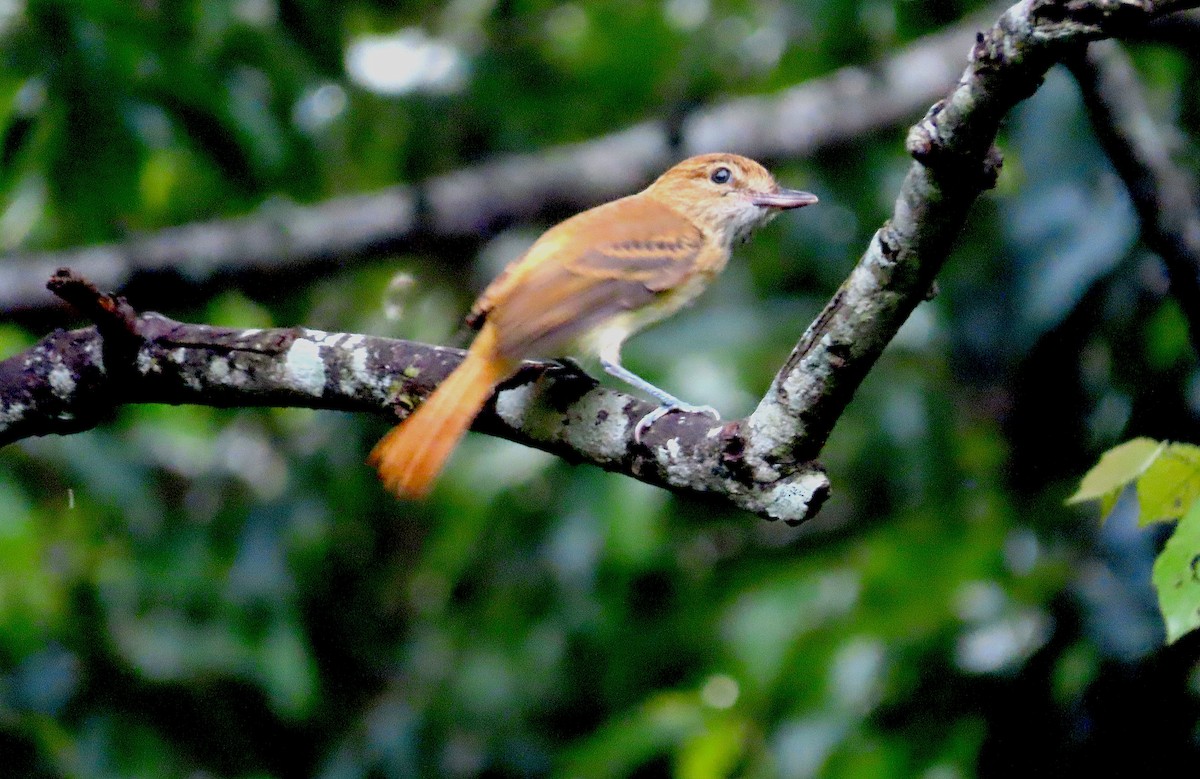 Bright-rumped Attila - ML465245061