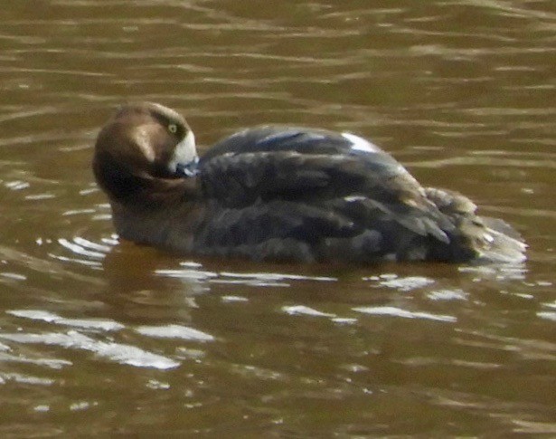 Greater Scaup - ML465245111