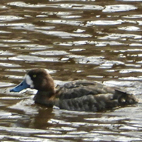 Greater Scaup - ML465245151