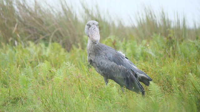 Shoebill - ML465245621