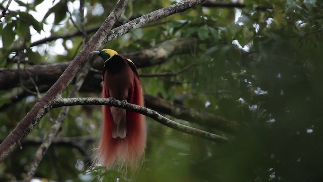 Raggiana Bird-of-Paradise - ML465246